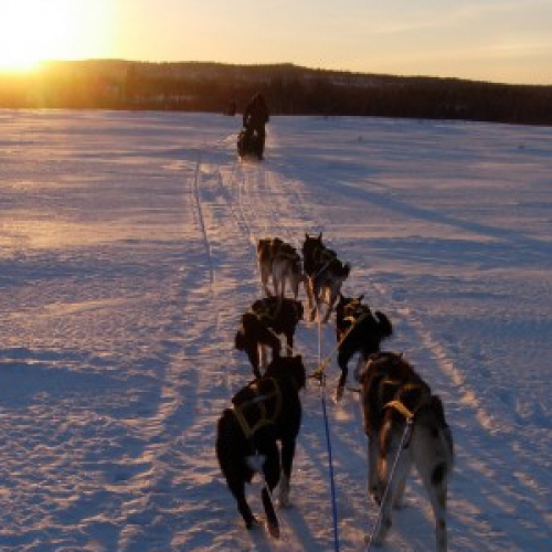 Dog-sledding holidays in Scandinavia and Canada