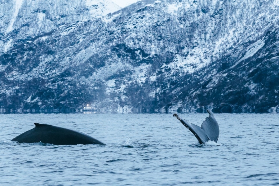 Where to see whales in Northern Norway in winter 2019/20