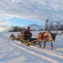 reindeer sledding with kids