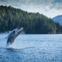 Canadian Fjord Humpback Whale