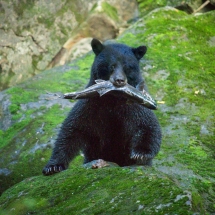 Salmon Black Bear