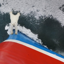 polar bear spitsbergen 