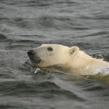 polar bear views