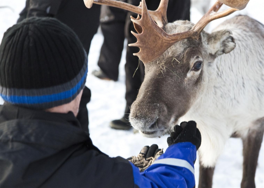 Meet friendly reindeer