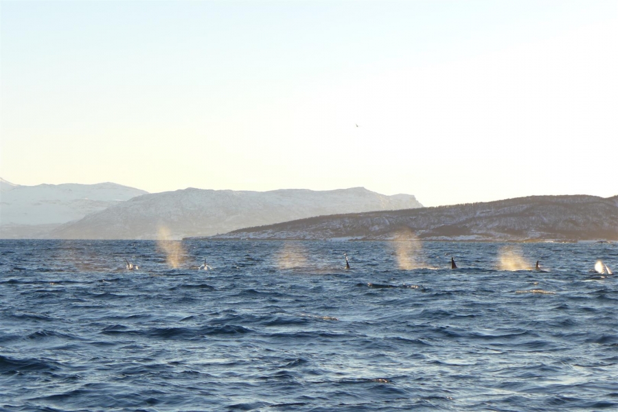 A pod of Orca whales