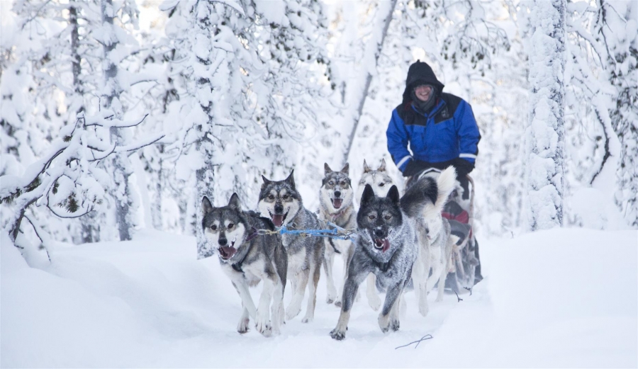Drive your own Husky sledge