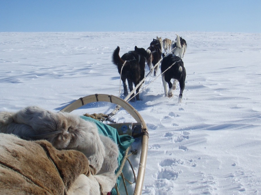 Husky sledding from Engholm Lodge five day tour