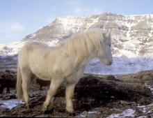 The Icelandic Horse 