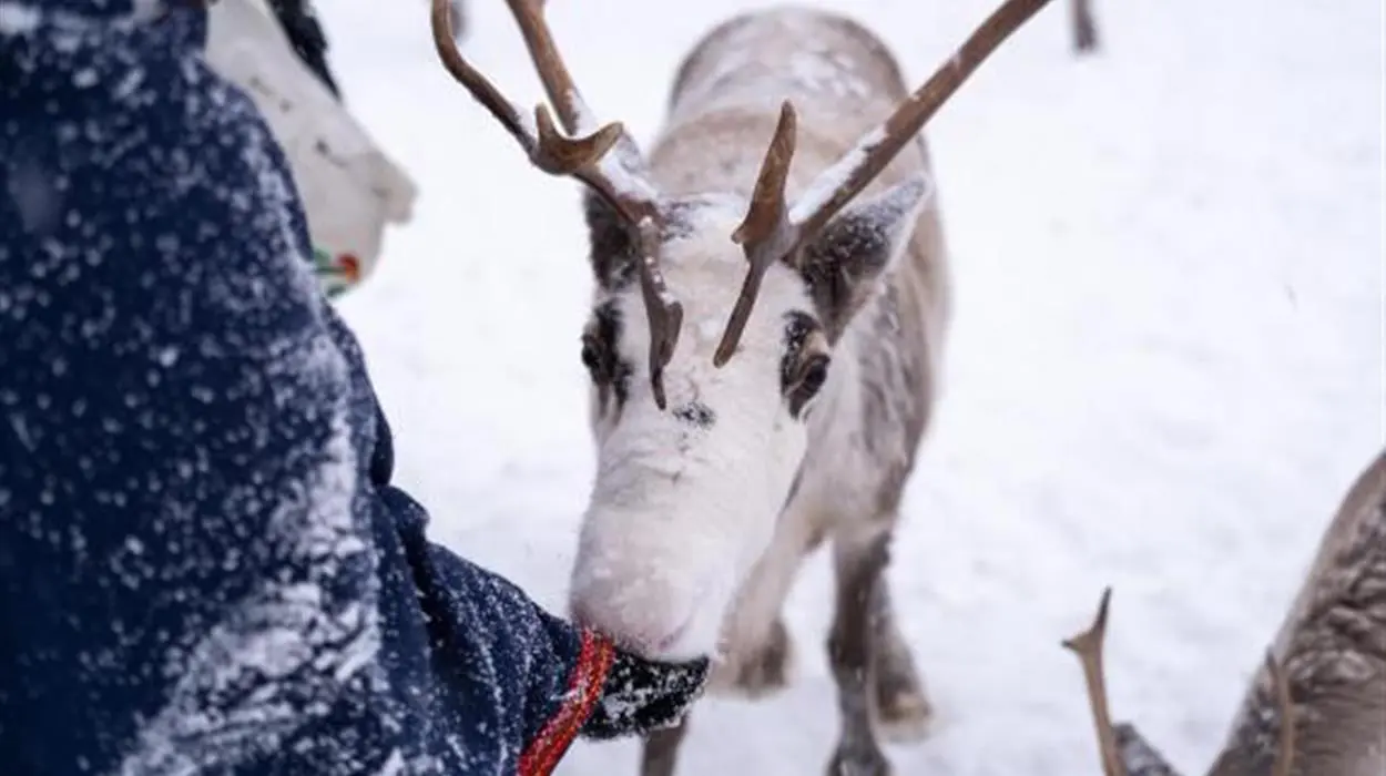 Sami Storytelling and Reindeer feeding at Malangen