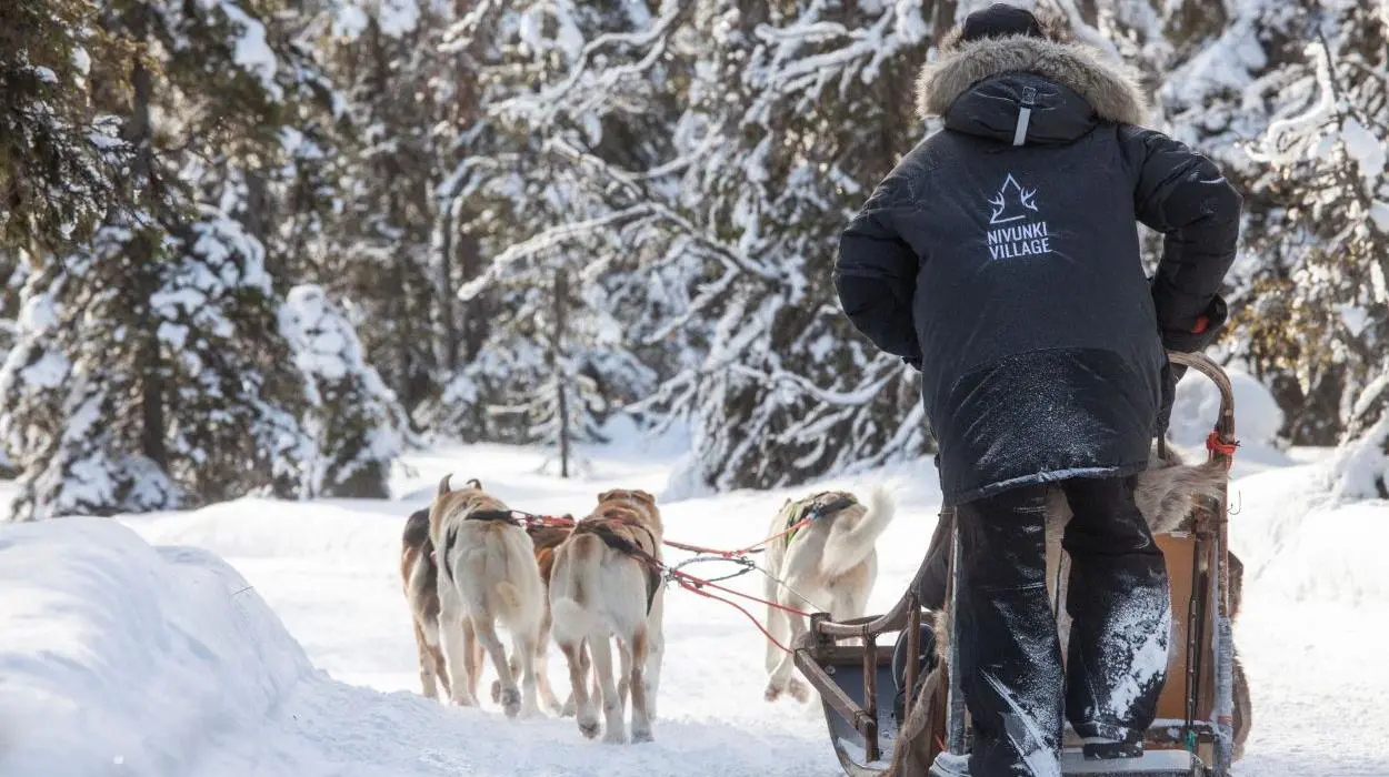 Half-Day Husky Safari at Nivunki Village