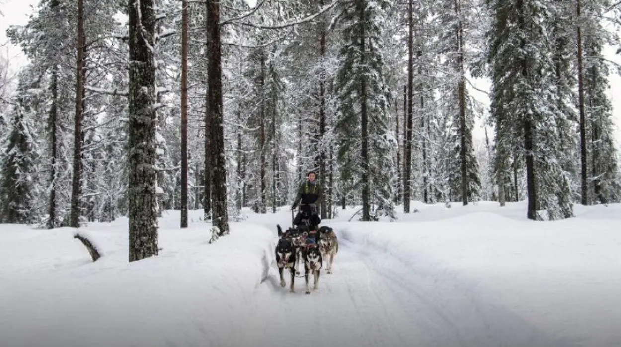 Husky Experience (Sunday Morning Resort)