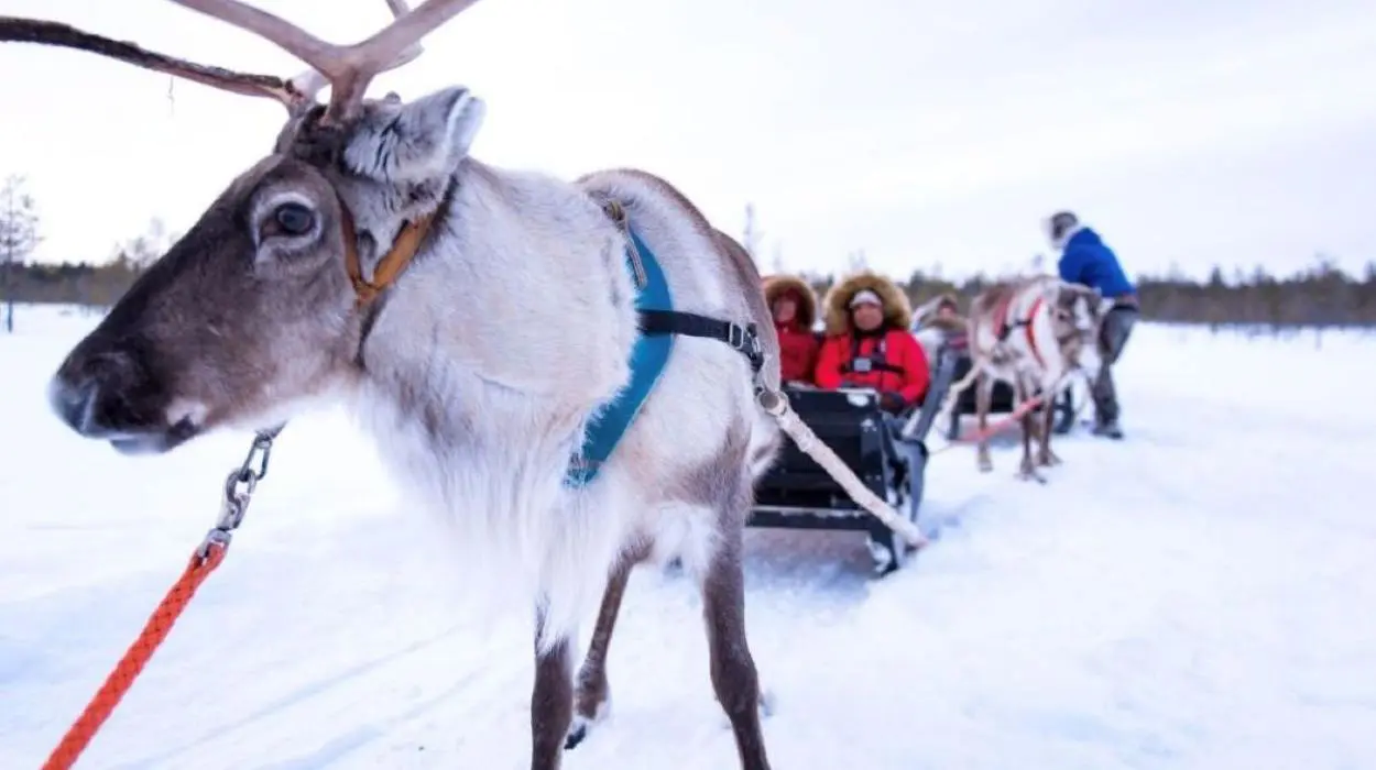 Reindeer Farm Visit (Silver Birch Resort)