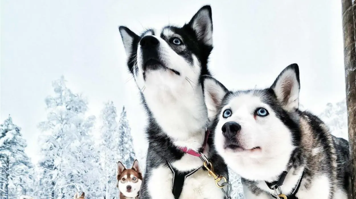 Husky Safari Tamokdalen - Afternoon