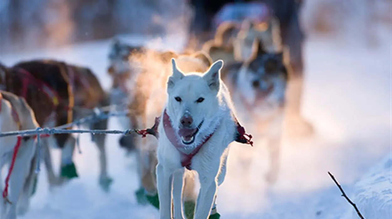 Husky Sledding in the Reisa Valley