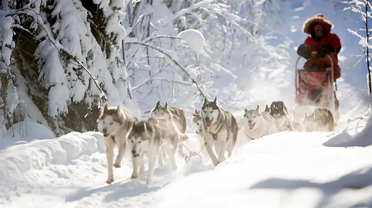 Half Day Husky Tour with Outdoor Lunch