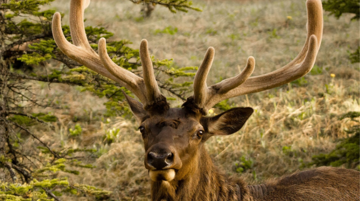 Evening Wildlife Safari from Banff
