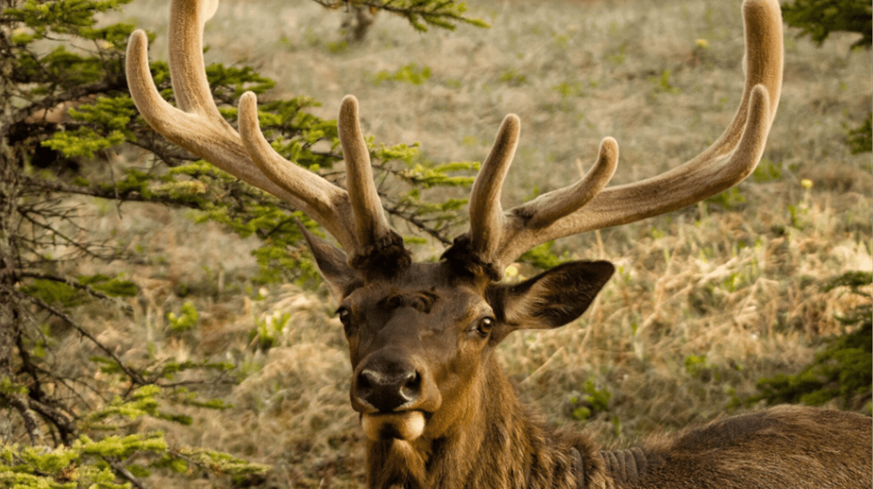 Evening Wildlife Safari from Banff