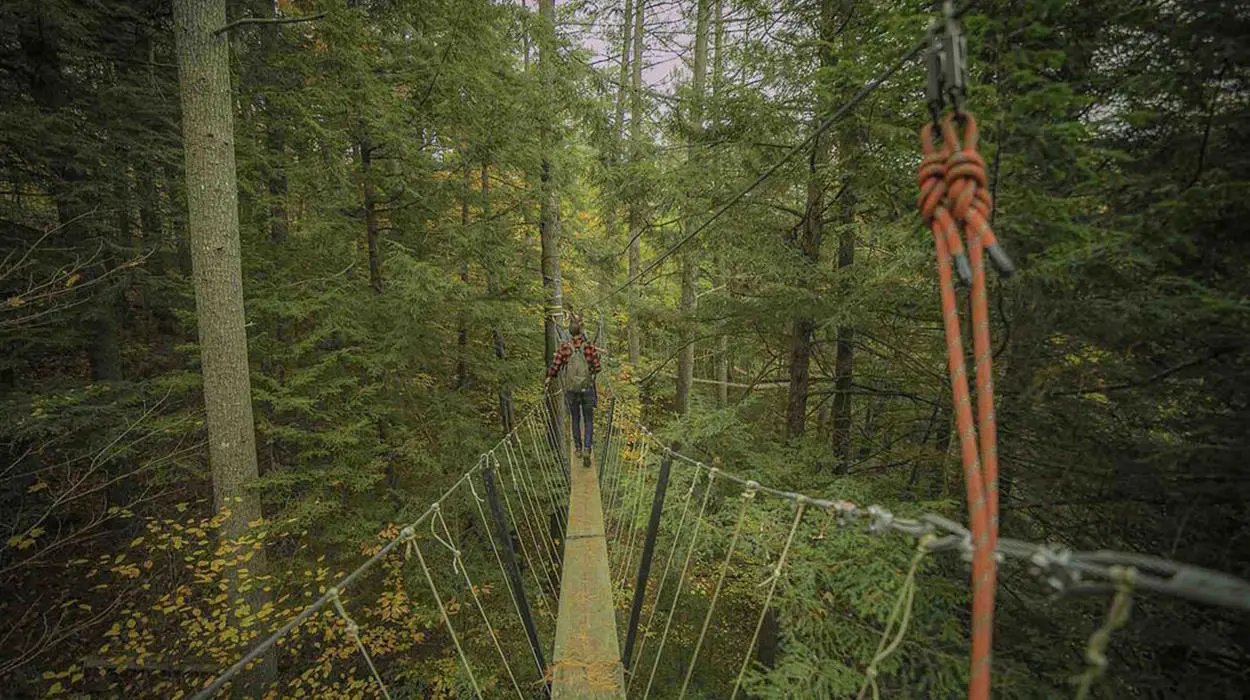 Haliburton Forest Reserve Canopy Tour
