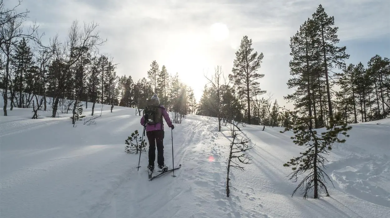 Nordic Skiing in the Snowy Forests at Malangen