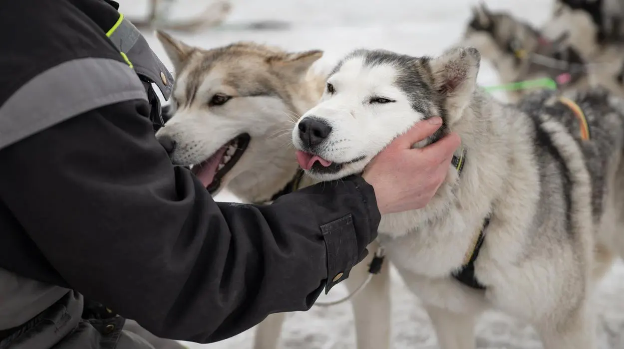 Dog Sledding Tour (North Iceland)