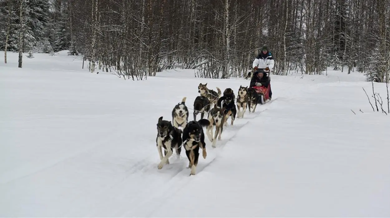 Brandon Lodge Dog Sledding