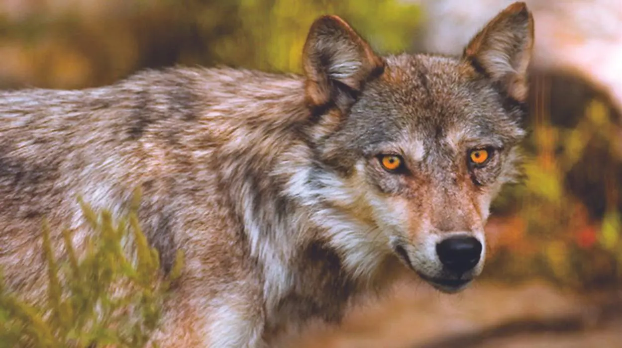 Haliburton Forest Reserve Wolf Centre