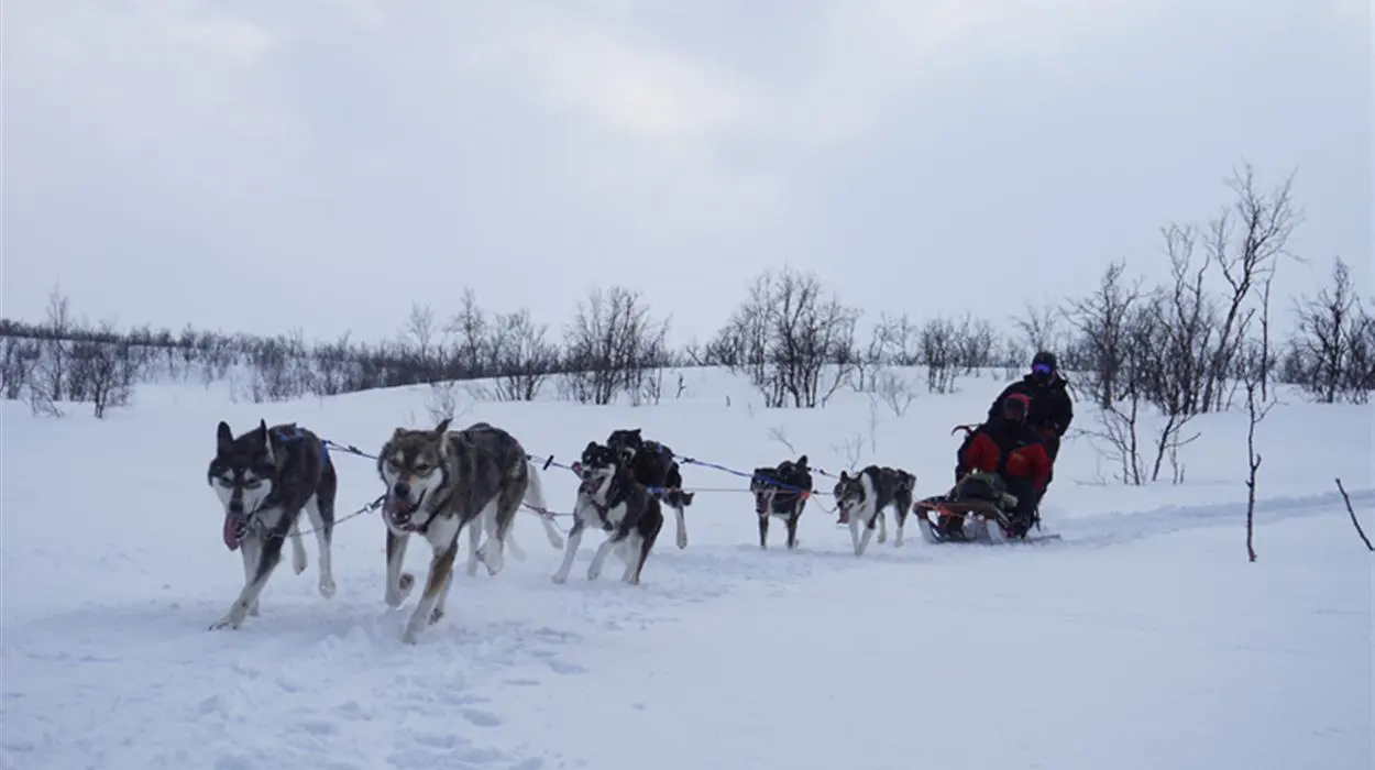Dog Sled Tour with Holmen Husky (2.5 hours)