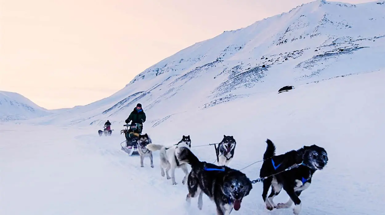 Dog Sledding in Bolterdalen