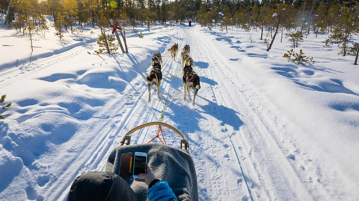 Husky Safari (Nellim)