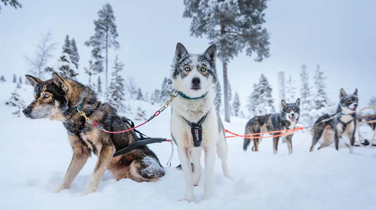 Husky Safari (Juutua)