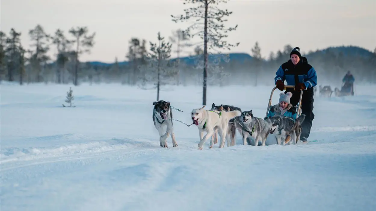 Husky Safari (Muotka)