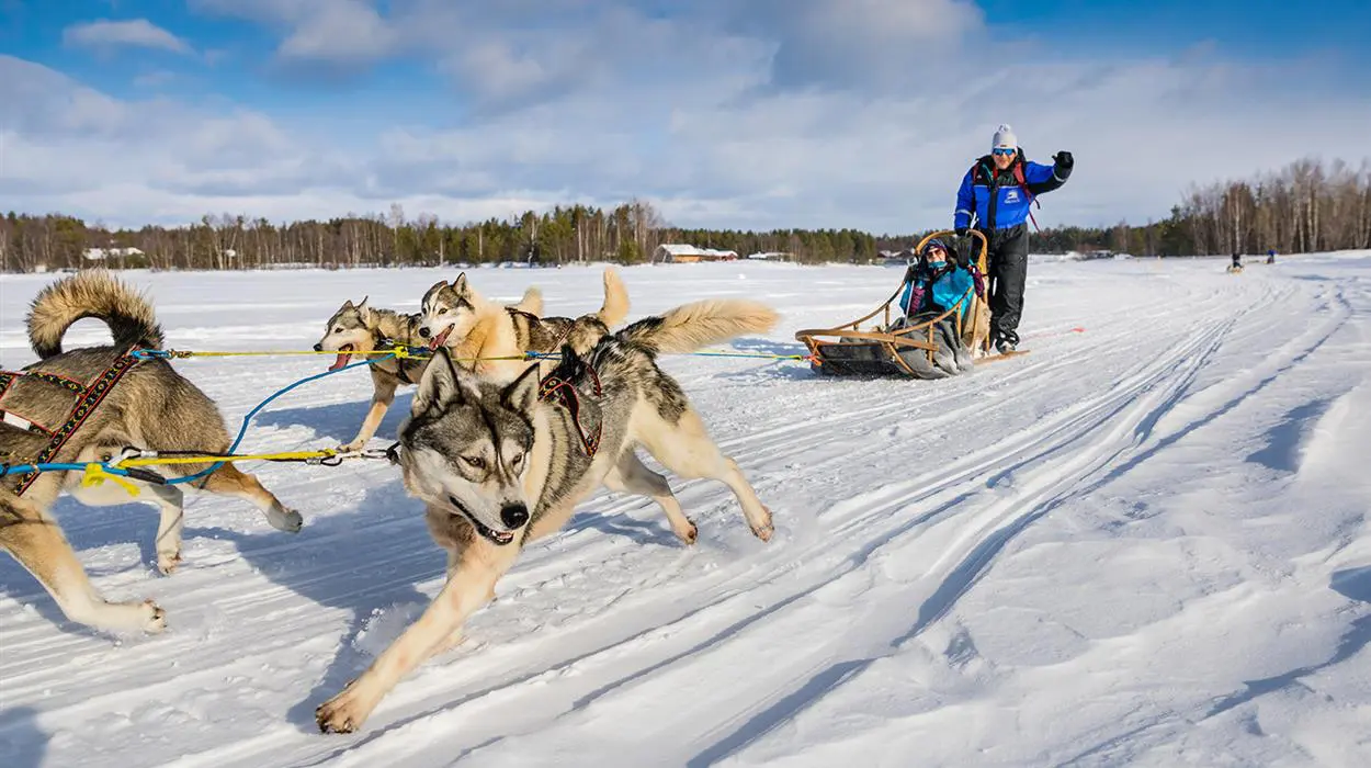 Husky Safari (Inari)