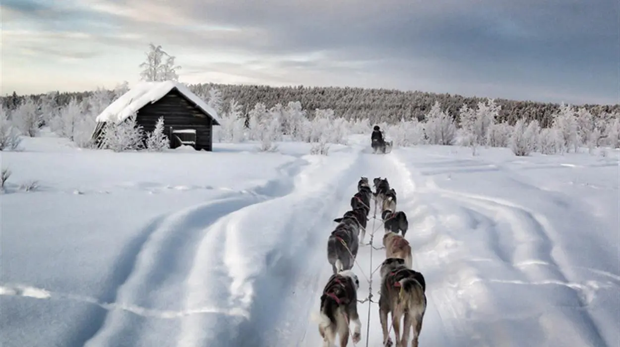 Experience Dog-sledding at ICEHOTEL