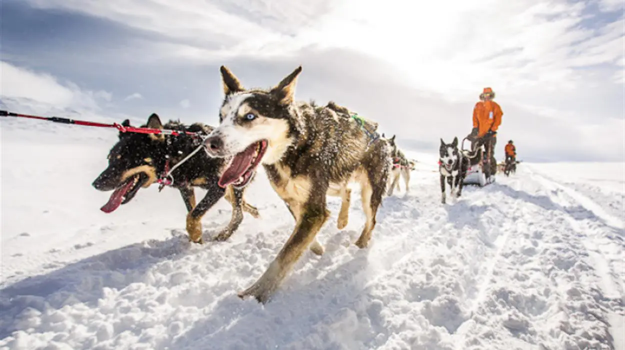 The Ultimate Overnight Dog Sledding Adventure