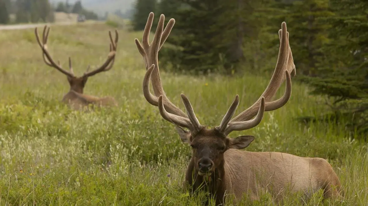 Discover Jasper & its Wildlife Tour