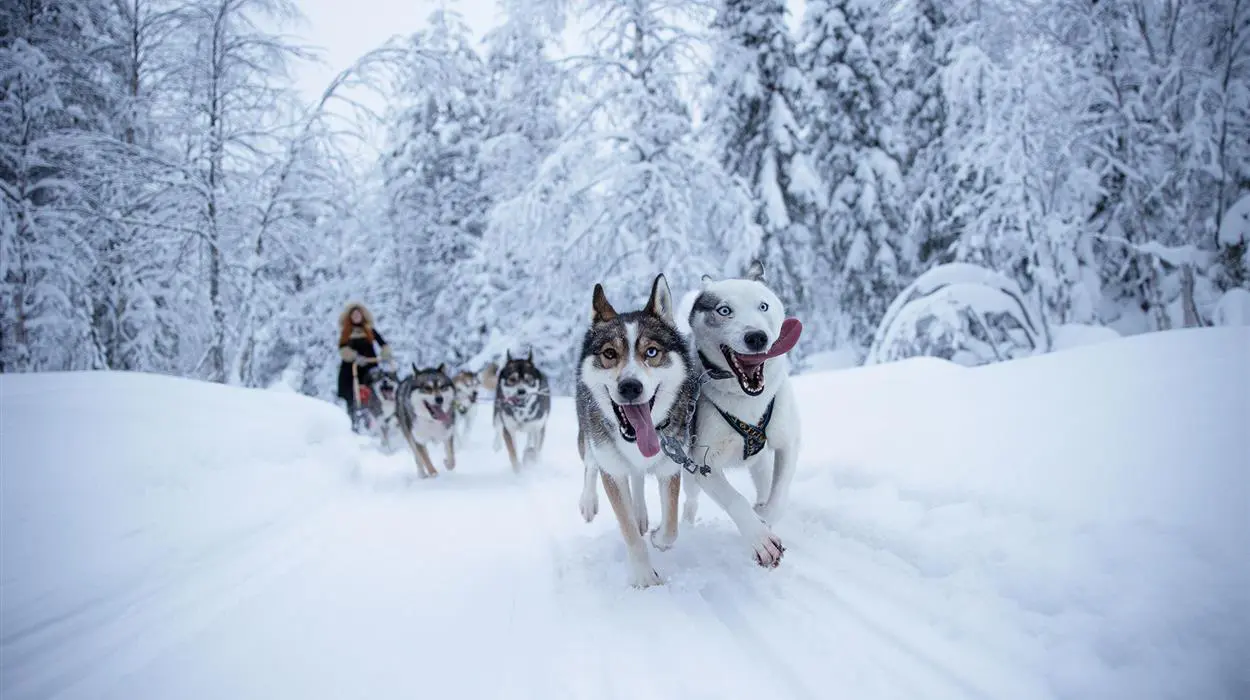 Husky Safari at Magical Pond