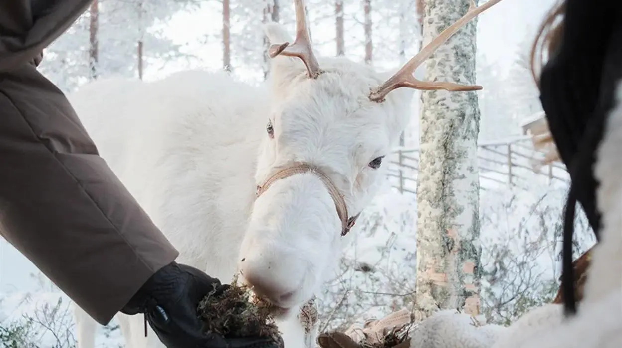 Reindeer Encounter at Halo Igloos