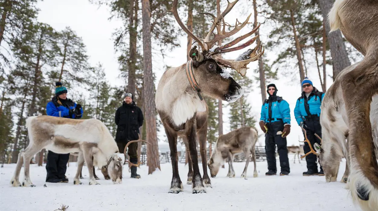 Reindeer Day with Snowmobile (Nellim)