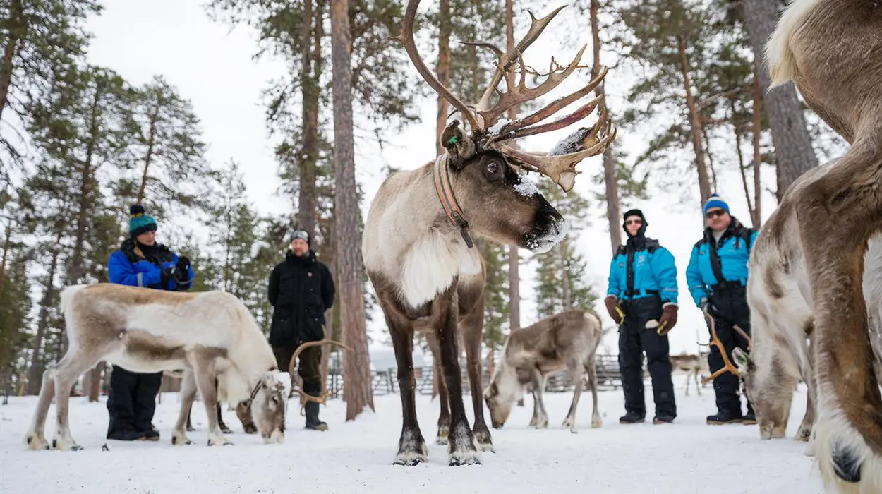 Meet the Reindeer (Muotka)