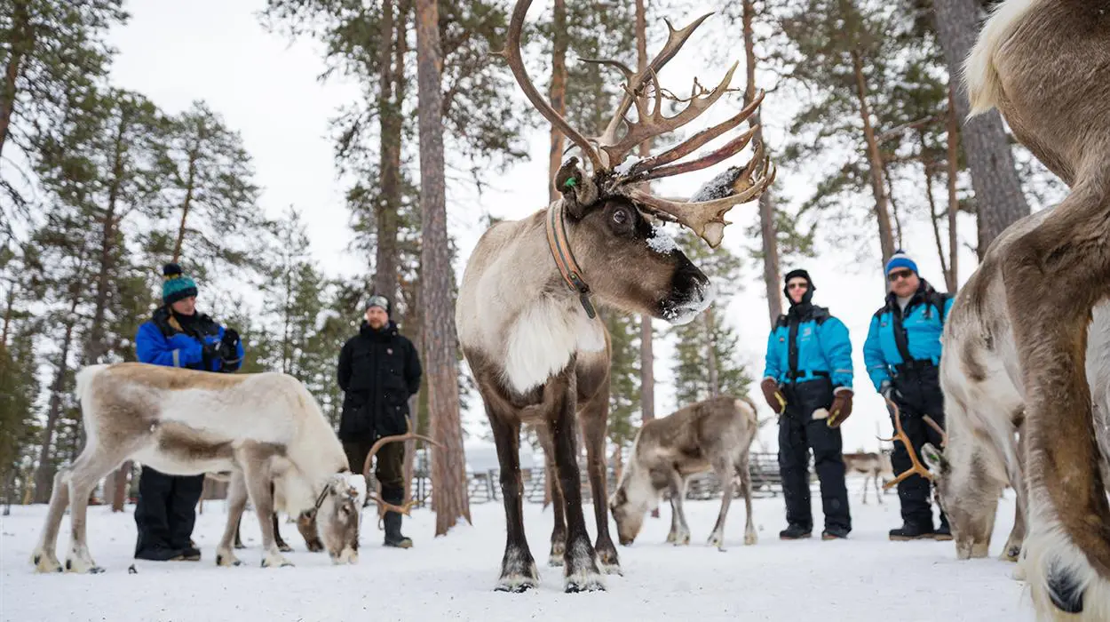 Meet the Reindeer (Inari)