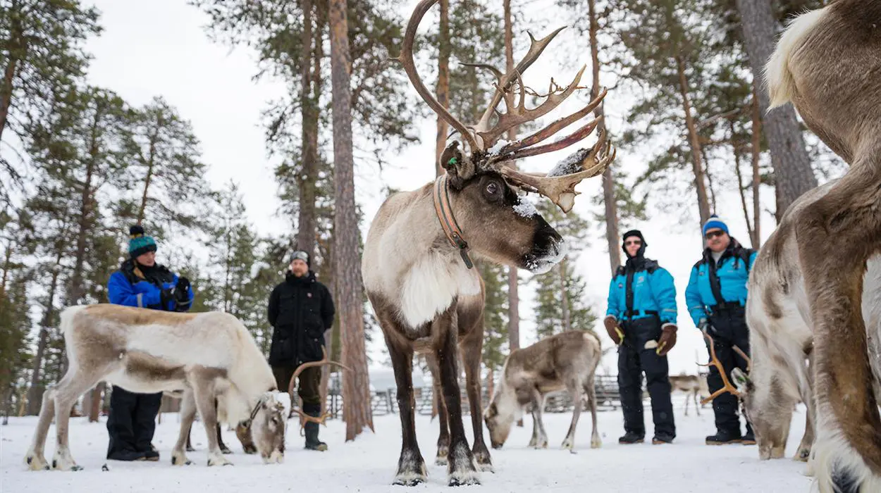 Meet the Reindeer (Juutua)
