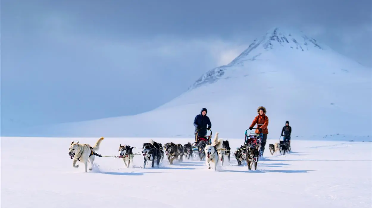 Husky Sledding from Reisa Lodge