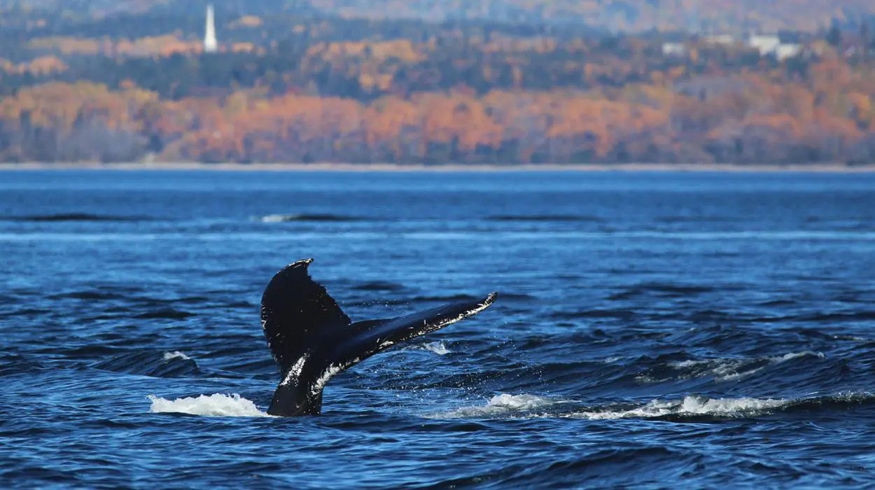 Whale Watching Cruise - Tadoussac