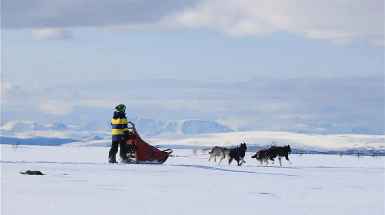 Day-trip Dog Sledding