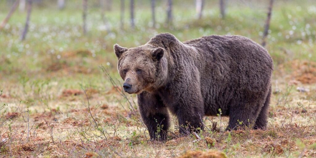 Bear Watching and Wildlife Holiday
