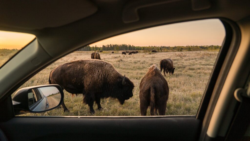 Canada’s Big Five Safari