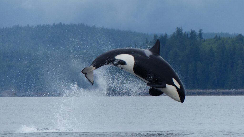 Whales and Bears Adventure in Canada