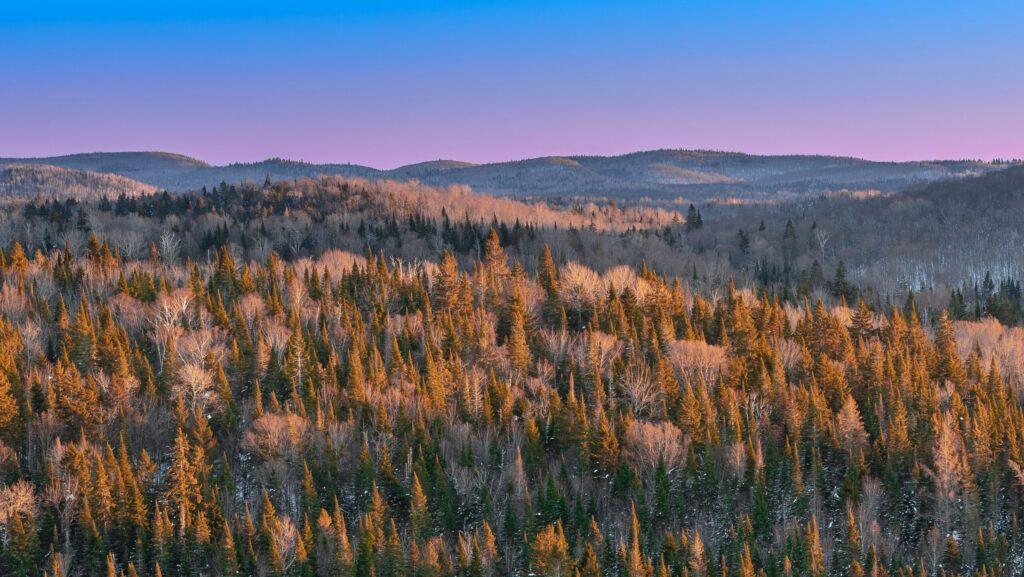 Quebec Wilderness and Whales