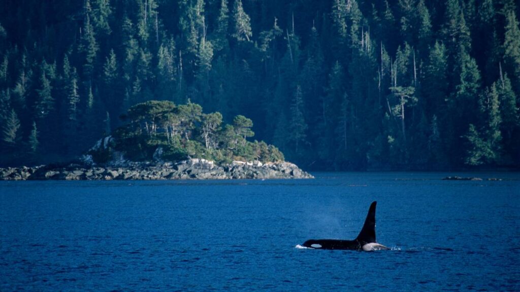 Whales and Bears Adventure in Canada