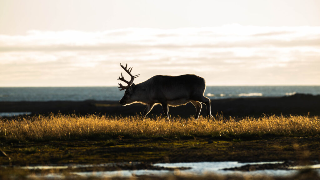 Arctic Wildlife and Summer Adventure in Svalbard